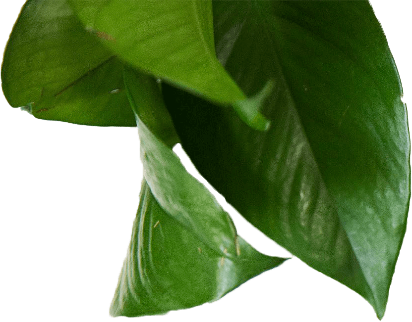 leaf medium