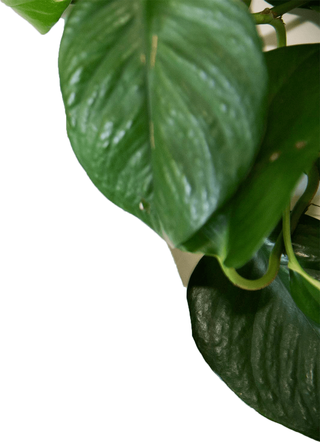 leaf large